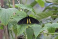 Troides helena - butterfly Royalty Free Stock Photo