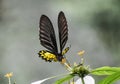 Troides helena - Butterfly Royalty Free Stock Photo