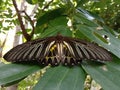 A troides helena butterfly resting on a tree leaf Royalty Free Stock Photo