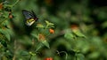 Troides minos  - Southern birdwing  Butterfly Royalty Free Stock Photo