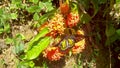 Troides minos or Southern birdwing butterfly on a flower,it is the second largest butterfly of India