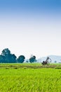 Trolley in the middle of padi field Royalty Free Stock Photo