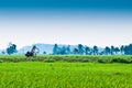 Trolley in the middle of padi field Royalty Free Stock Photo
