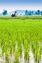 Trolley in the middle of padi field Royalty Free Stock Photo