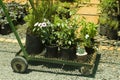 Trolley with plants