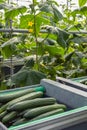 Trolley with ripe harvested cucumbers from close