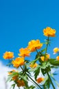 Trollius Against the sky Royalty Free Stock Photo