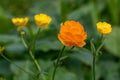 Trollius altaicus is an ornamental plant of the family Ranunculaceae, which is native of Asia and Europe