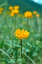 Trollius altaicus