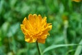 Trollius altaicus