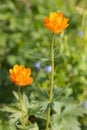 Trollius asiaticus Royalty Free Stock Photo