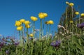 Trollius and devils claw flowers