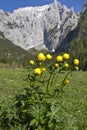 Trollius europaeus Royalty Free Stock Photo