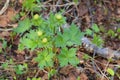 Trollius europaeus (globeflower) in early blossoming stage Royalty Free Stock Photo