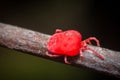 Trombidiidae Velvet Mite Royalty Free Stock Photo