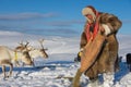 Saami man feeds reindeers in deep snow winter, Tromso region, Northern Norway. Royalty Free Stock Photo