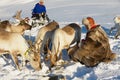 Saami men bring food to reindeers in deep snow winter in Tromso region, Northern Norway. Royalty Free Stock Photo
