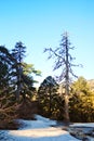 Troodos National Forest Park Royalty Free Stock Photo