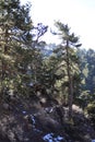 Troodos National Forest Park Royalty Free Stock Photo