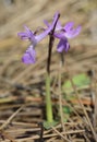 Troodos Orchid