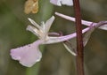 Troodos Orchid