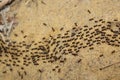 A troop of ants Royalty Free Stock Photo