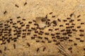 A troop of ants Royalty Free Stock Photo