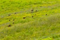 Troop of Baboon monkey running jumping in yellow field in Tanzania, Africa