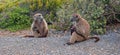 Two Baboon mothers in Cape Point National Park in Cape Town South Africa