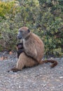 Baboon mother nursing baby in Cape Point National Park in Cape Town South Africa Royalty Free Stock Photo