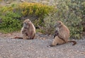 Two Baboon mothers and one baby in Cape Point National Park in Cape Town South Africa