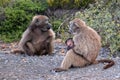 Baboon mother with baby in Cape Point National Park in Cape Town South Africa Royalty Free Stock Photo