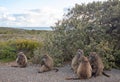 Troop of five Baboons with two babies in Cape Point National Park in Cape Town South Africa