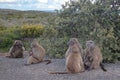 Troop of Baboon mothers in Cape Point National Park in Cape Town South Africa