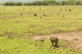 A troop of Baboons grazing