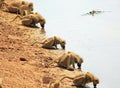 A row of chacma baboon with heads down drinking from the Luangwa river in Zambia