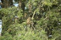 A baboon troop in a dry river bed