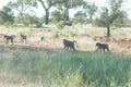 A troop of baboons walking in the afternoon sun in Kruger park.