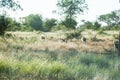 A troop of baboons walking in the afternoon sun in Kruger park.