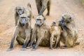 Troop of Chacma Baboons playing around in the main dirt road