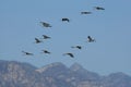 Troop of cranes flying