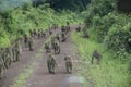 Troop family of olive baboons walking down dirt road in Tanzania, Africa