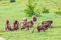 A troop of Gelada baboons