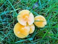 Troop of Golden Waxcap (Hygrocybe chlorophana) mushrooms
