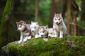Troop of husky puppies