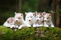 Troop of husky puppies