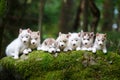 Troop of husky puppies