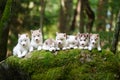 Troop of husky puppies