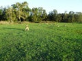 Troop of kangaroos resting and feeding in the afternoon Royalty Free Stock Photo