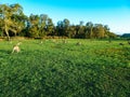 Troop of kangaroos resting and feeding in the afternoon Royalty Free Stock Photo